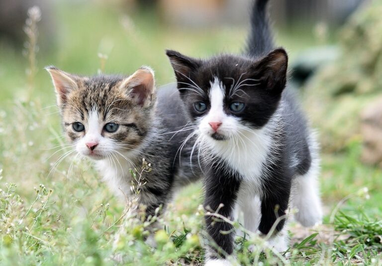 American Pet Cats Image