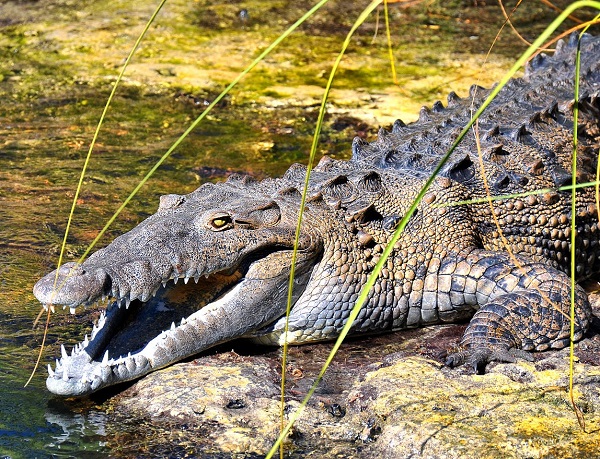 Top 10 Most Dangerous Wild Animals of America: American crocodile found in Jamaica's Black River