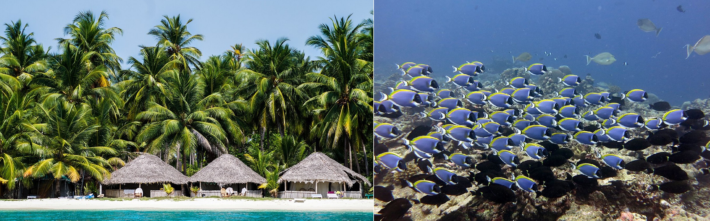 Bangaram Atoll a tourist destination and Blue Tangs, Lakshadweep