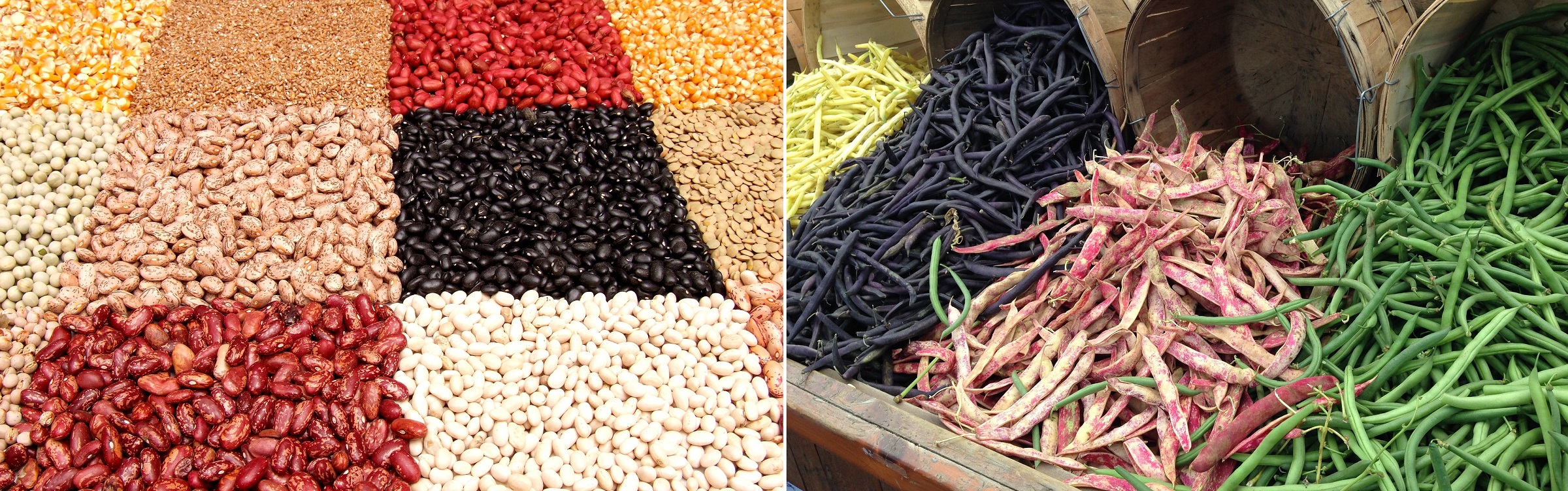 Beans and Legumes