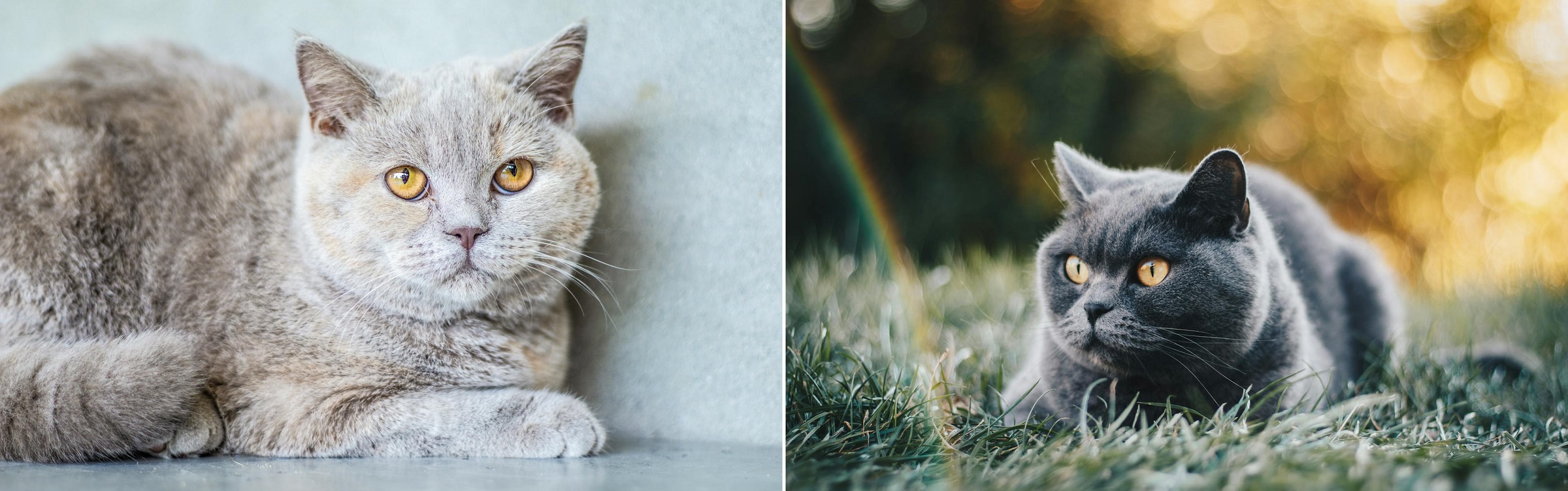 British Shorthair pet cat