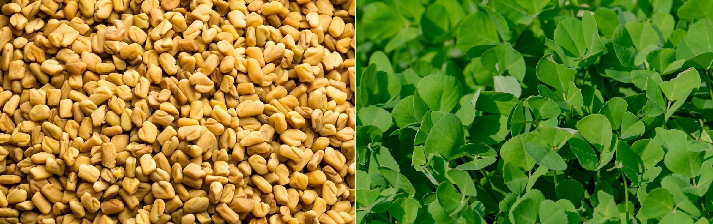 Fenugreek (Methi) Seeds and Green Leaves