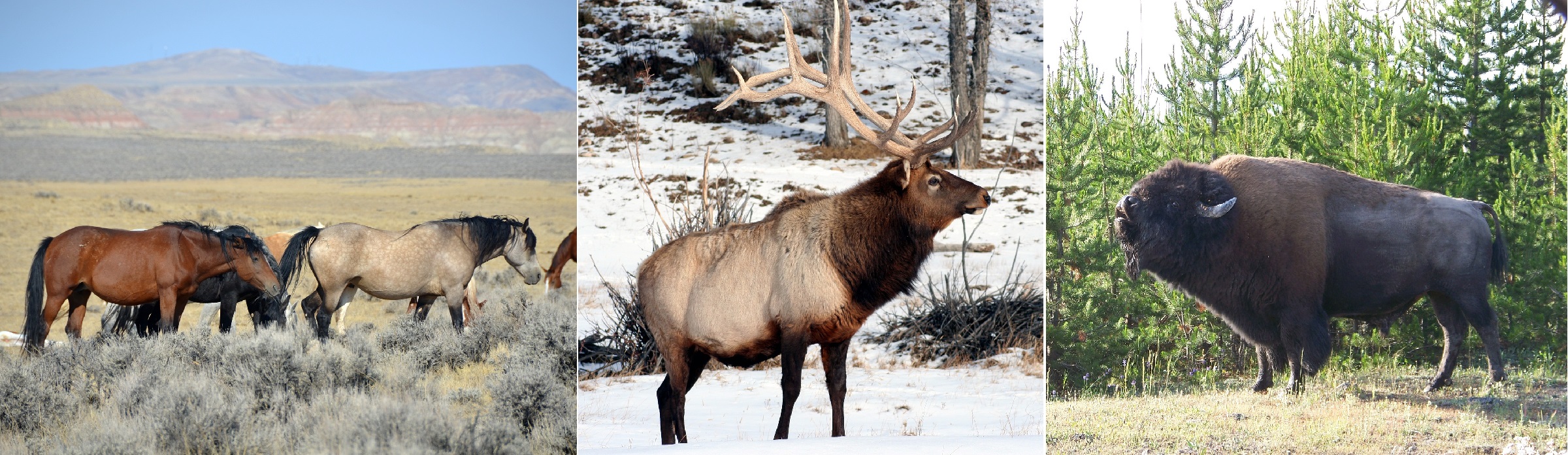 Horses, Elk and Bison, Wyoming