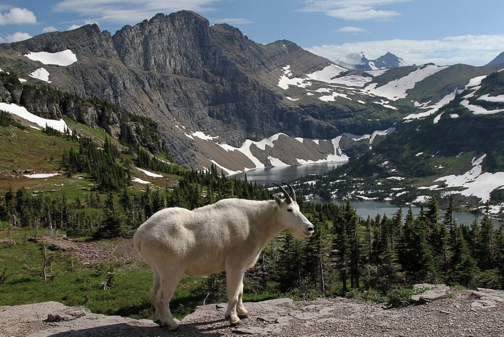 Montana Magic: A Journey Through Big Sky Country: Mountain Goat at Hidden Lake, Glacier National Park