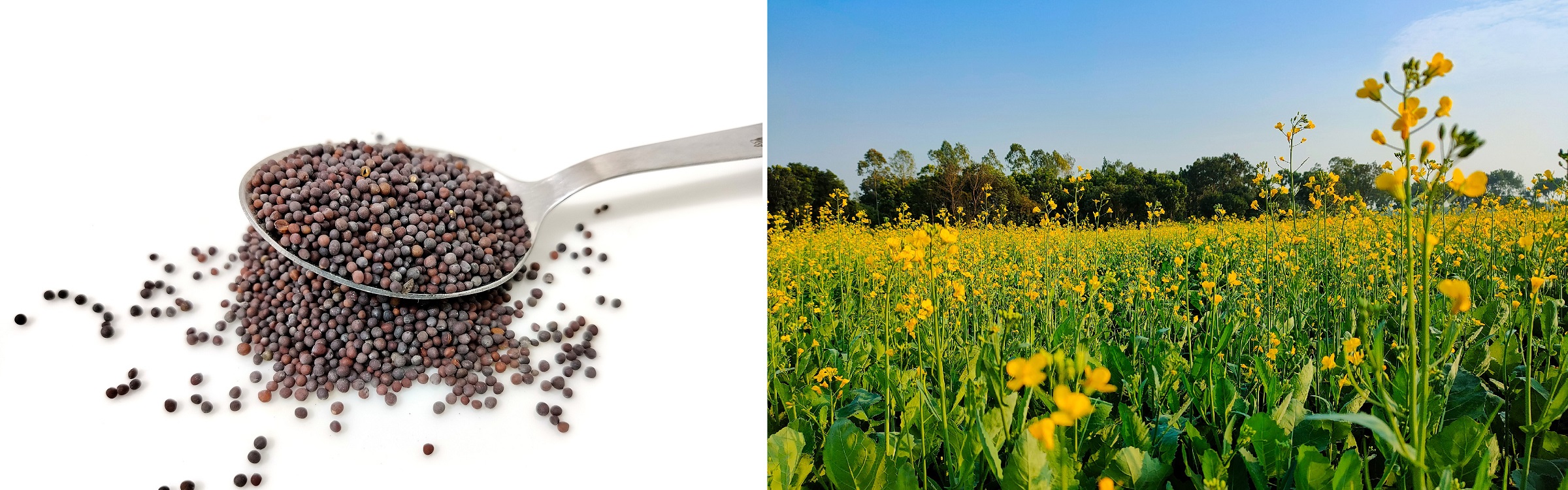 Mustard Seeds (Sarson) and Mustard field