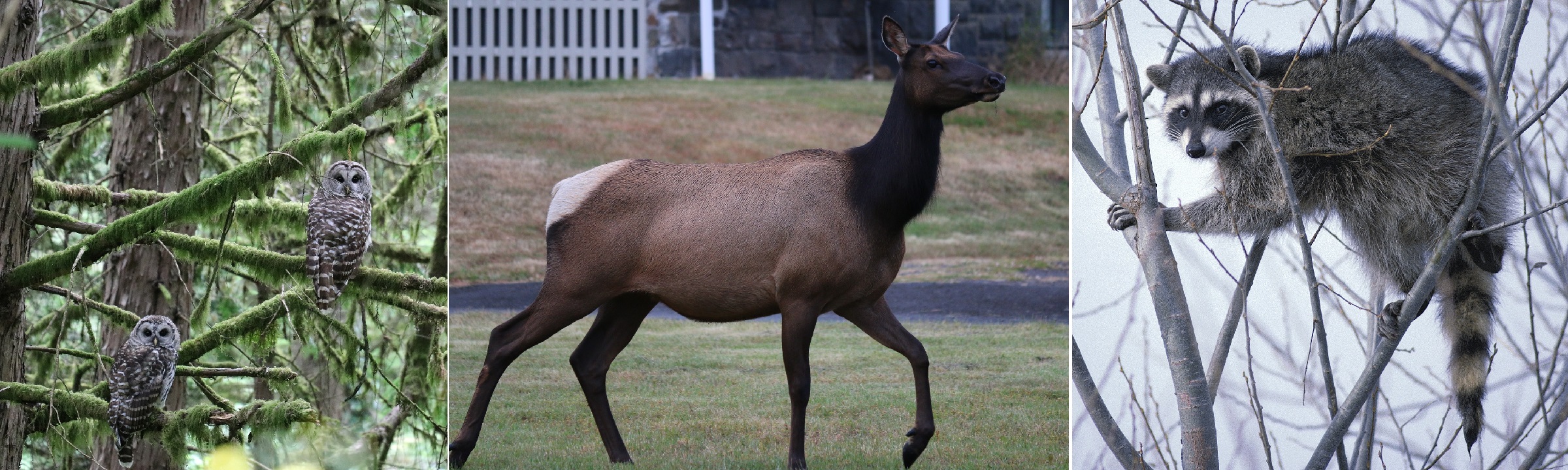 Owl, Elk and Raccoon in Wild Life, Oregon