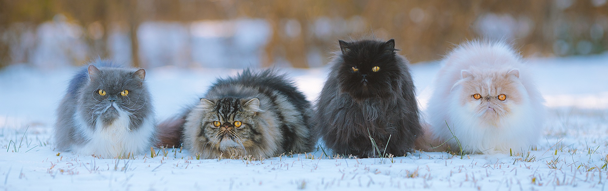 Four persian cats of various colours sitting in the snow.