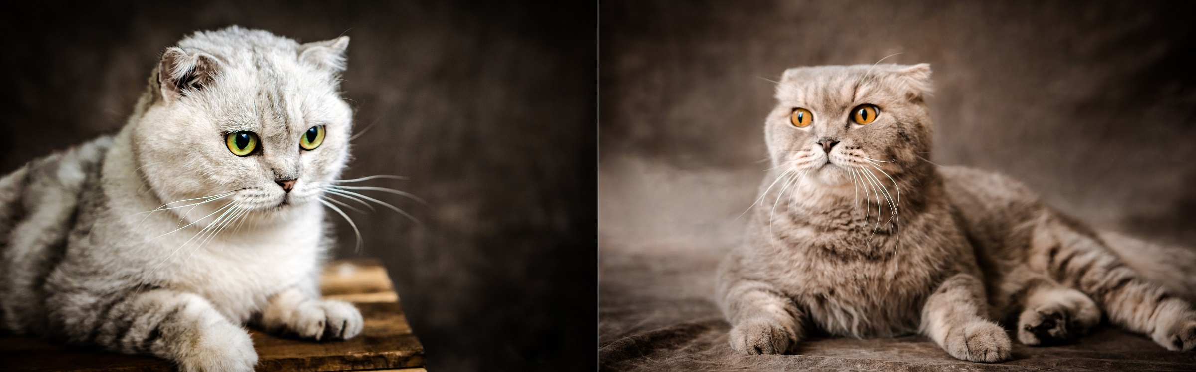 Scottish Fold pet cat