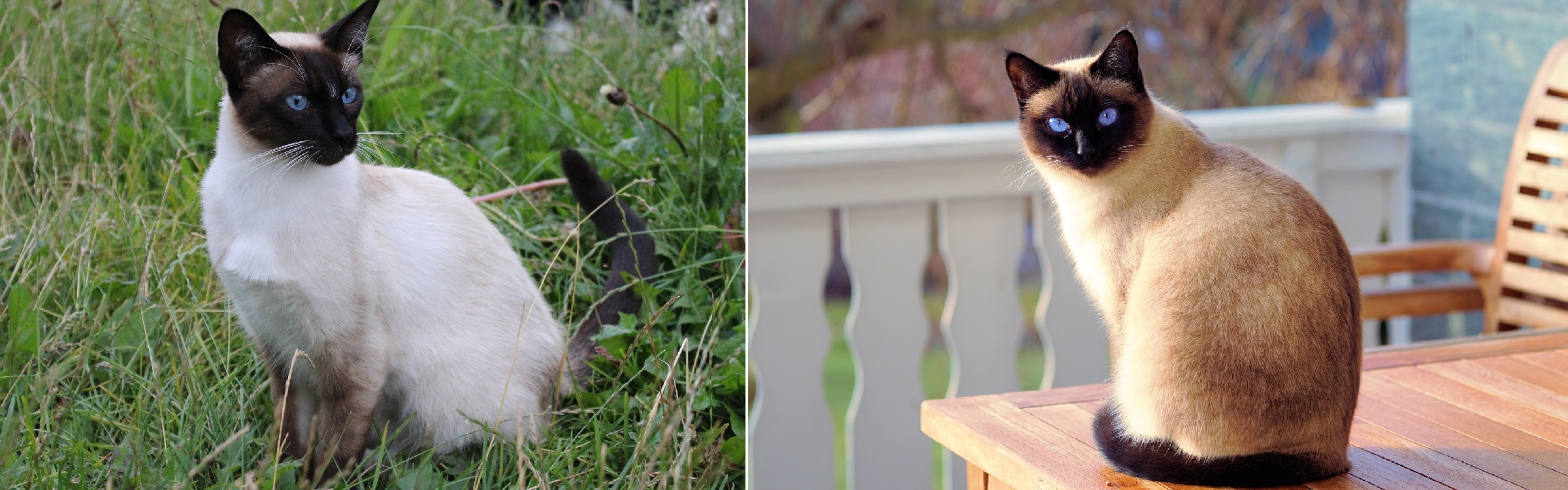 Siamese pet cat