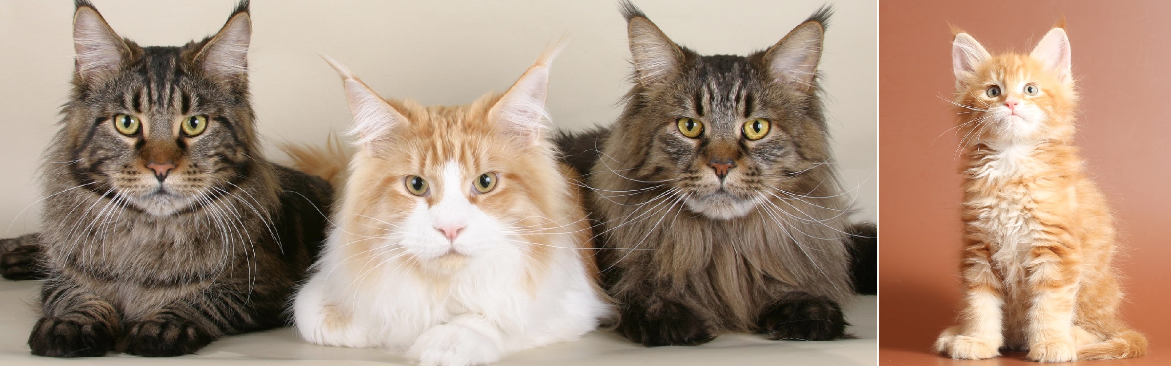 Three adult cats and Red tabby kitten, Maine Coon