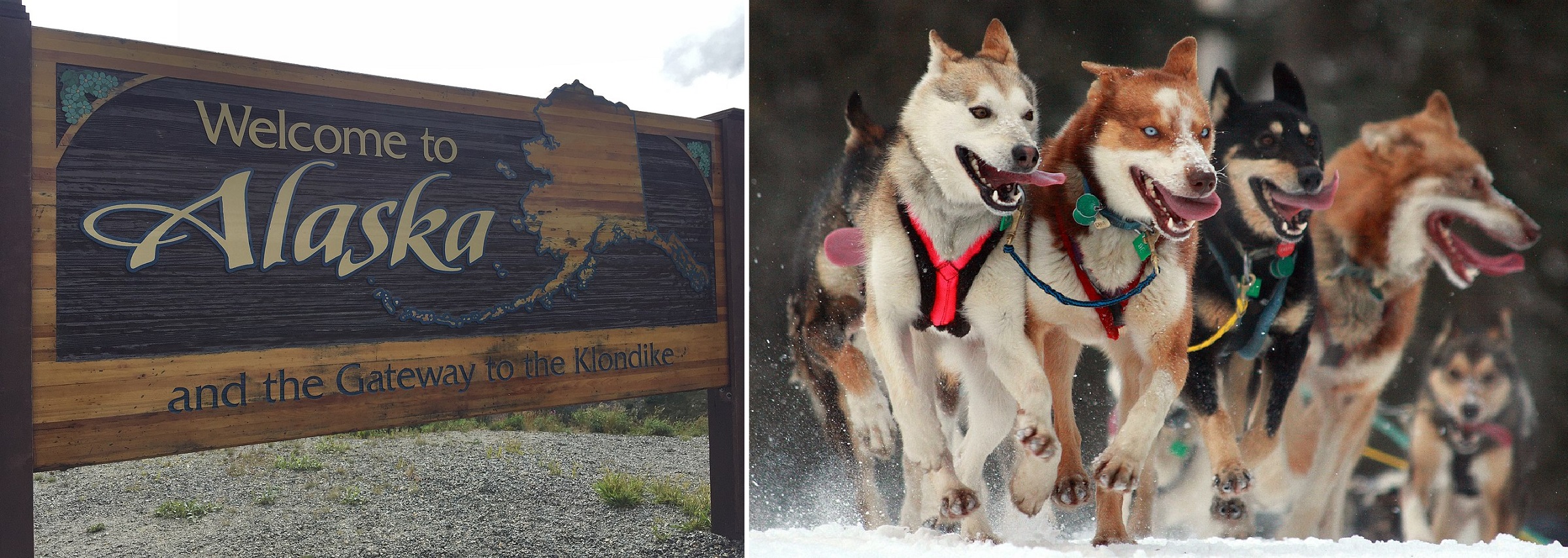 Alaska welcome sign on the Klondike Highway and Dog Race the most popular winter event in Alaska