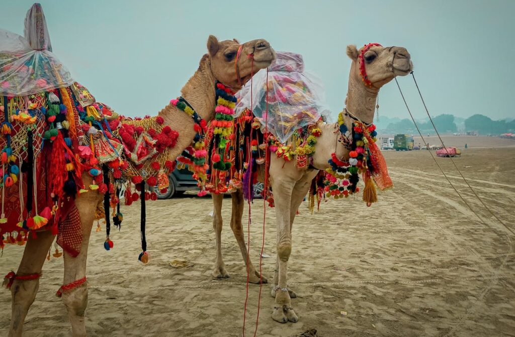 Camel Fair Pushkar, Rajasthan