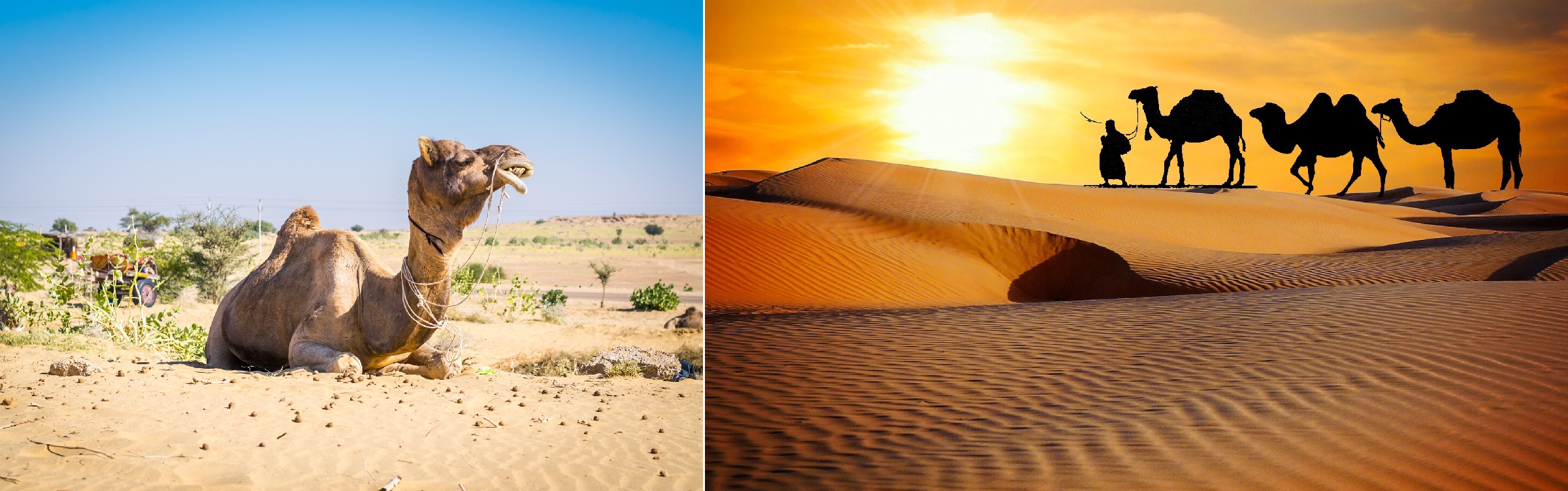 Camel and Desert, Jaisalmer Rajasthan