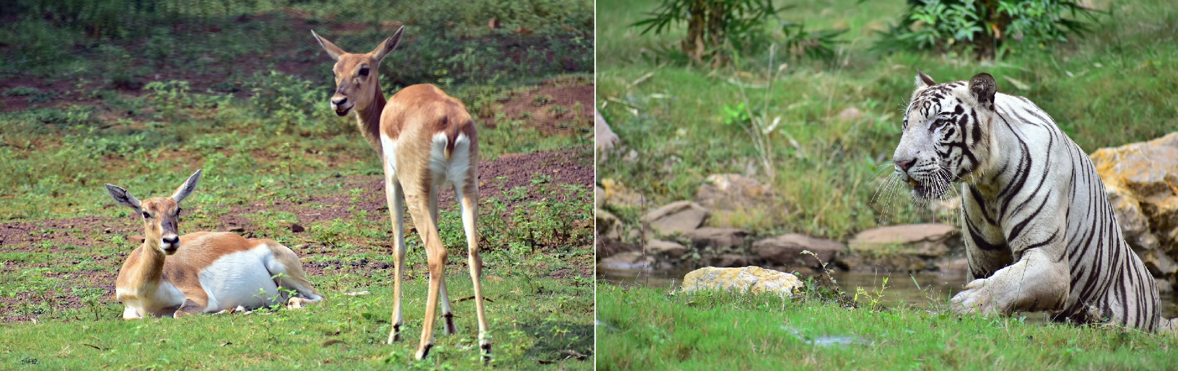 Deer couple and White tiger, Jungle safari, Raipur