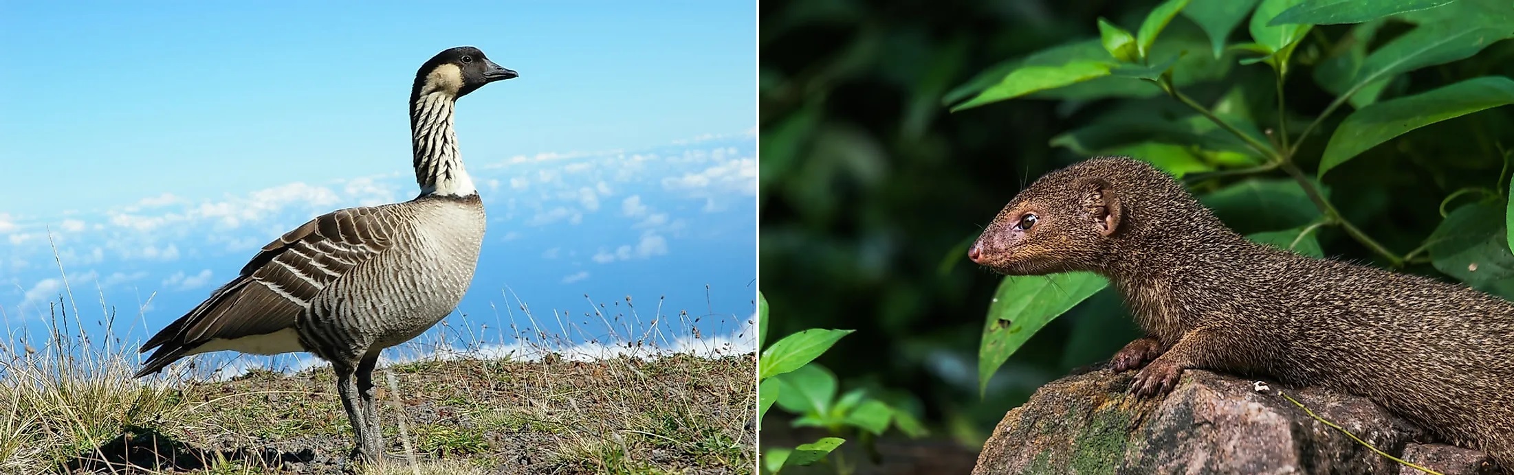 Geese or Nene and Indian mongoose, Hawaii