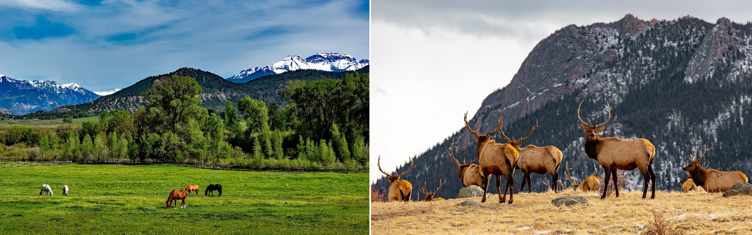 Horses and Elks Antlers, Colorado