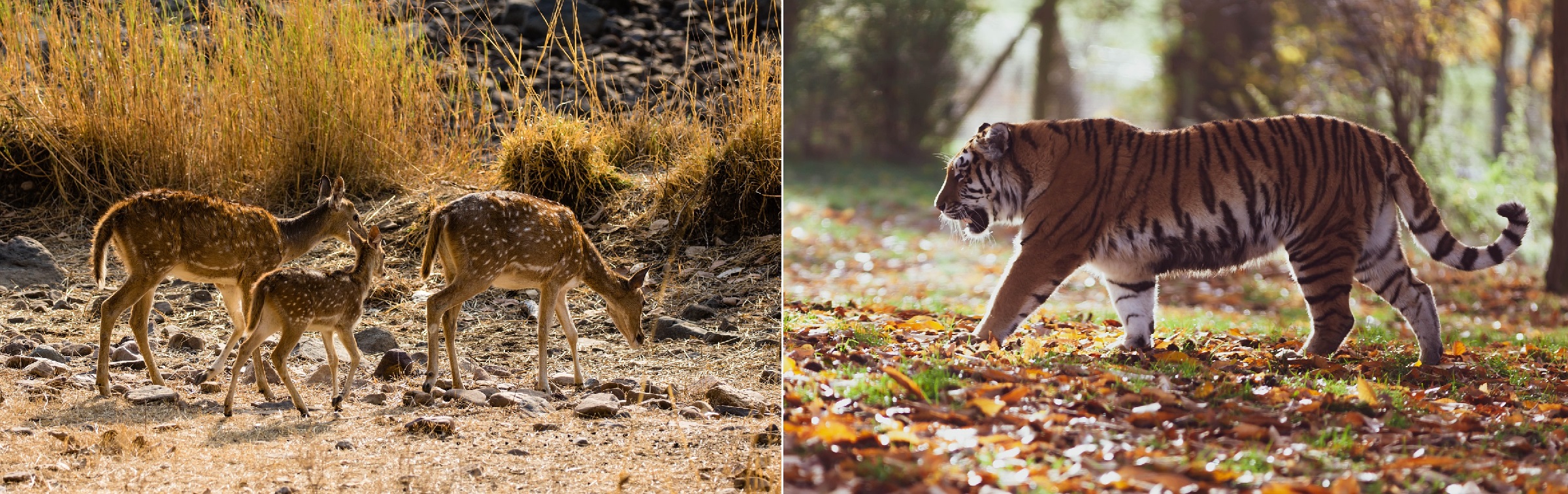 Ranthambore National Park, Rajasthan