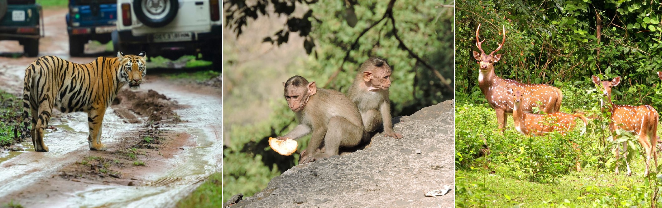 Sanjay Gandhi National Park