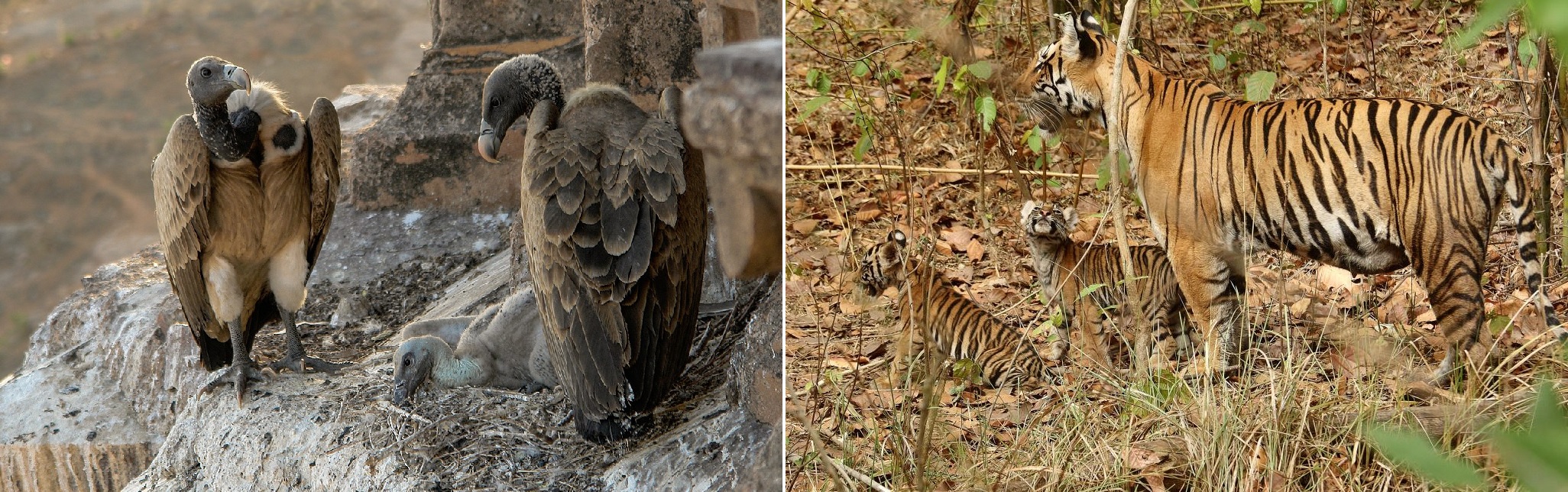 Vultures in the nest, Orchha and Tigress with cubs in Kanha Tiger Reserve