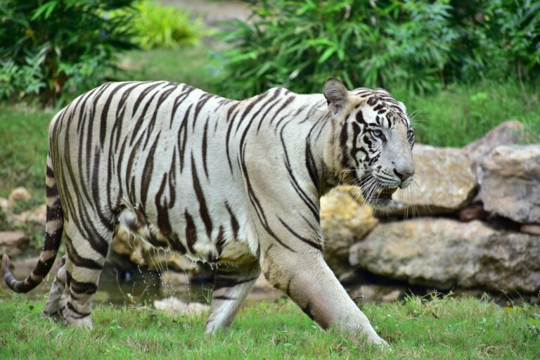 White Tiger, Chhattisgarh