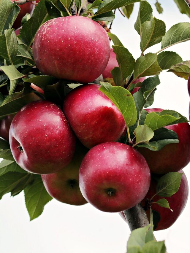 Top 10 Health Benefits of Eating Apples