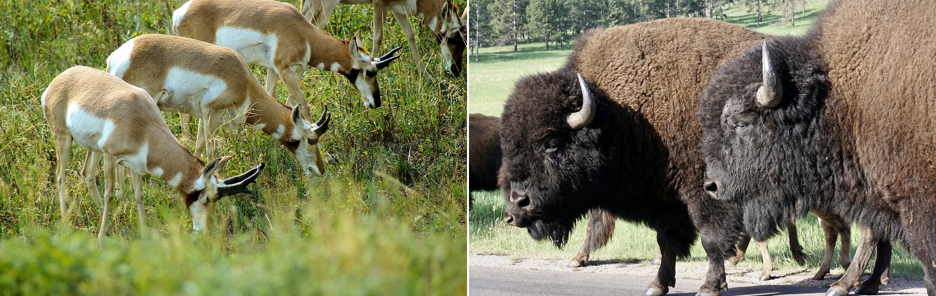 Antelope and Bison, South Dakota