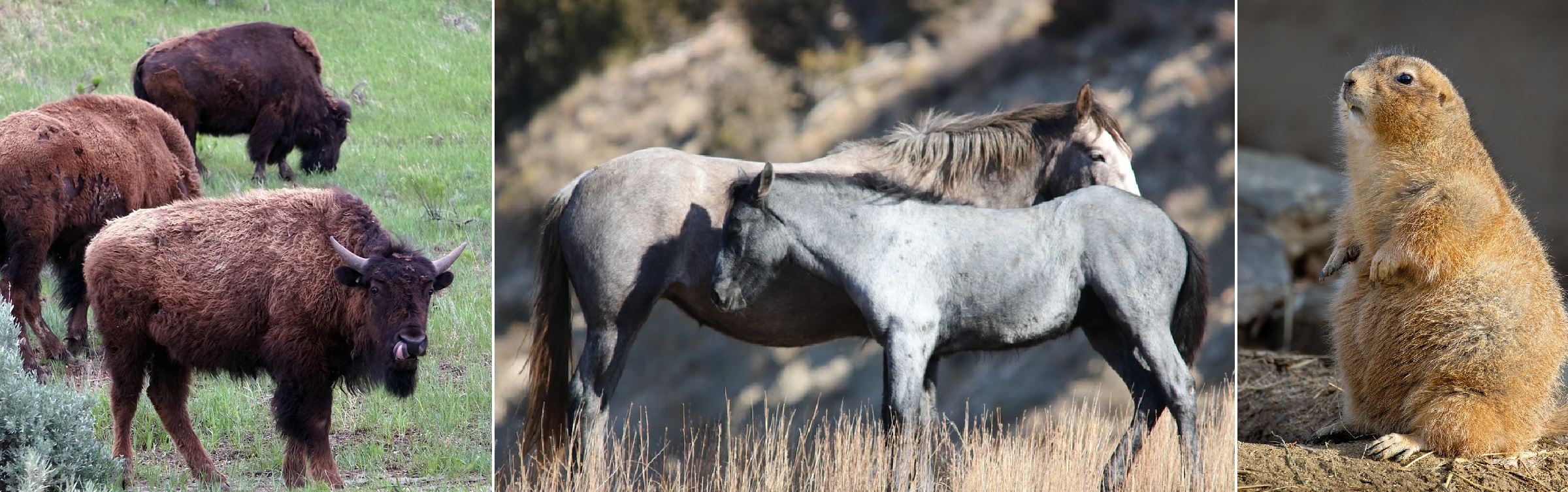 Bison, Wild Horses and Prairie Dogs, North Dakota