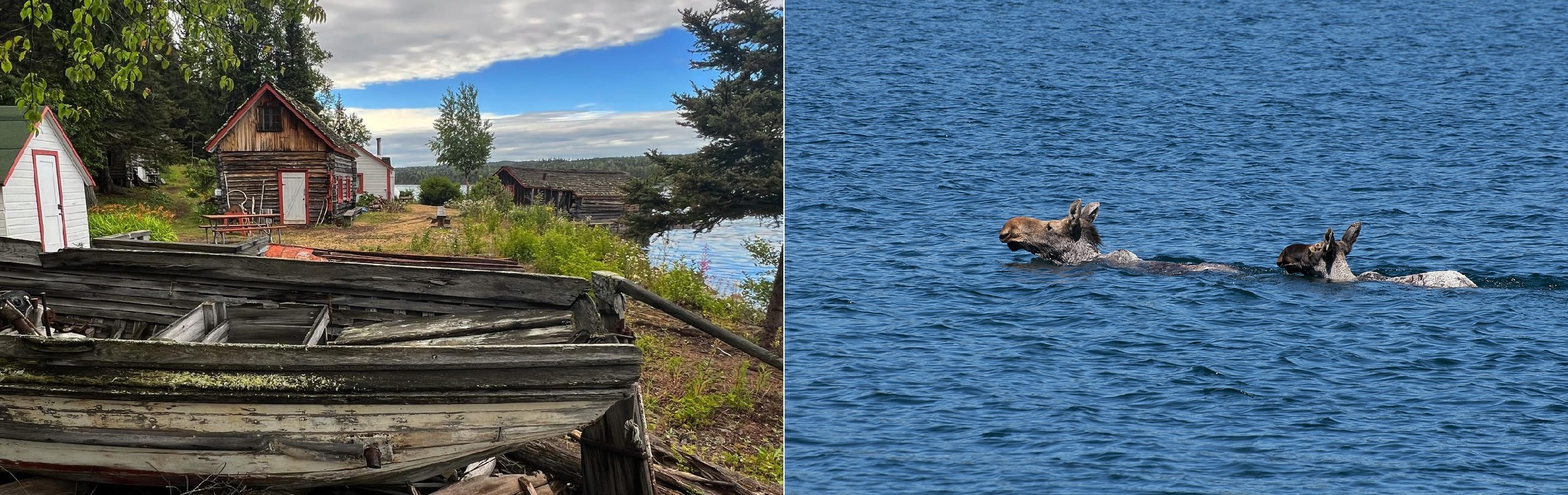 Fishing camp and Moose swimming, Isle Royale National Park.