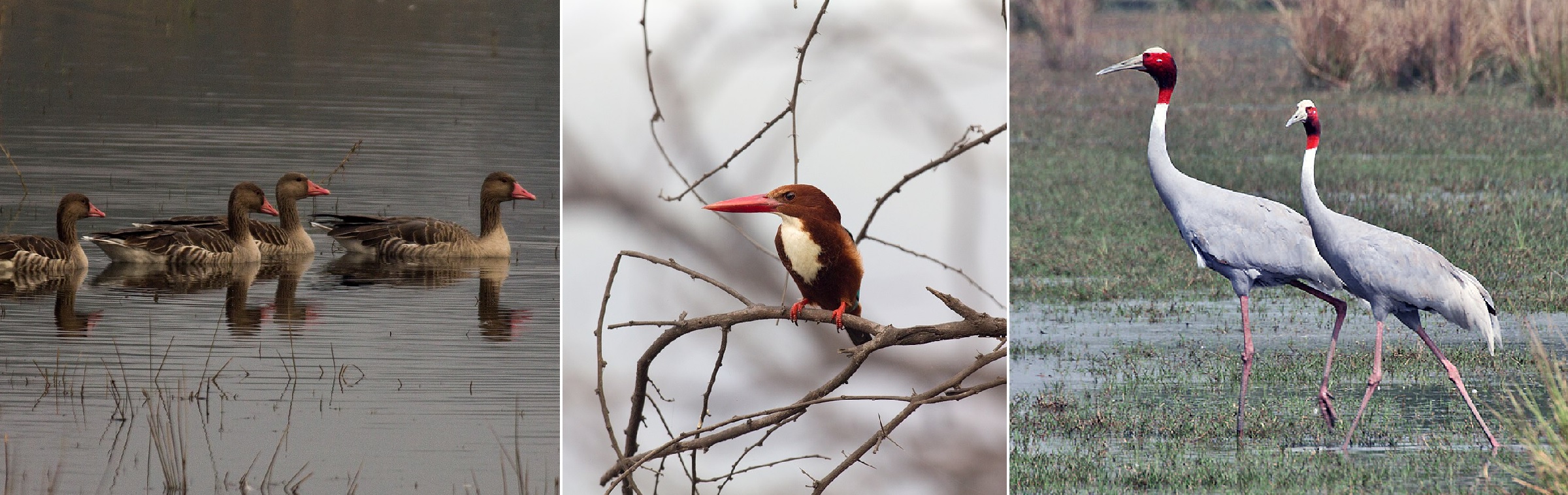 Greylag Goose, White-throated kingfisher, Sarus crane Sultanpur National Park, Haryana.