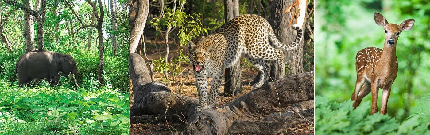 Khawnglung Wildlife Sanctuary, Mizoram