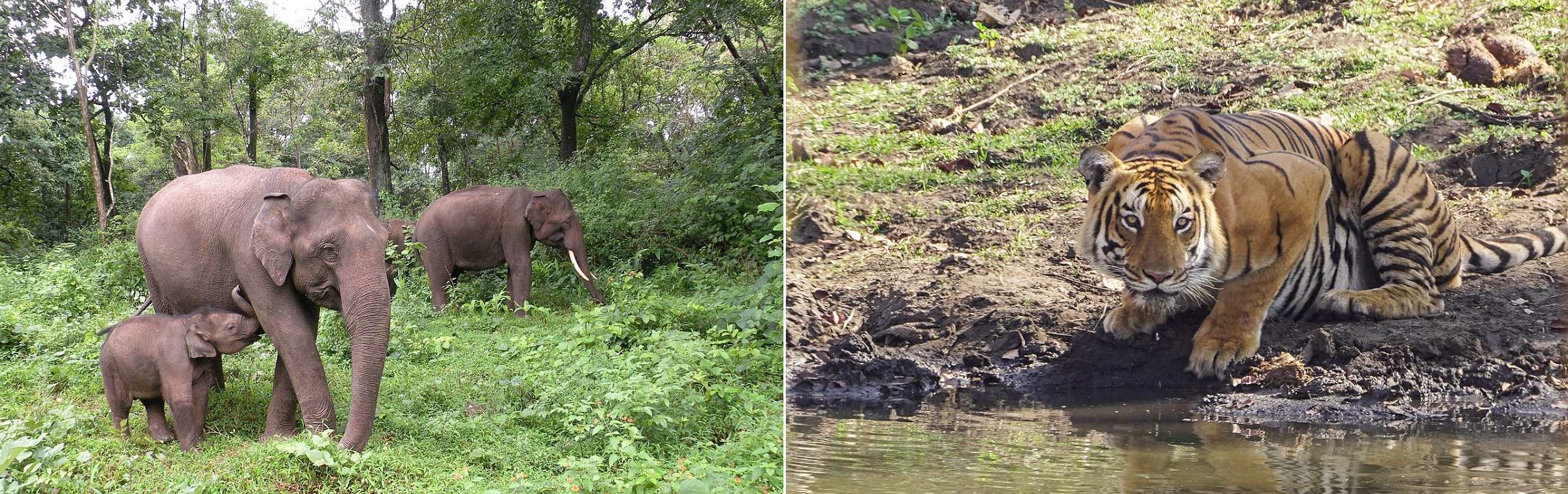 Mudumalai National Park, Tamil Nadu