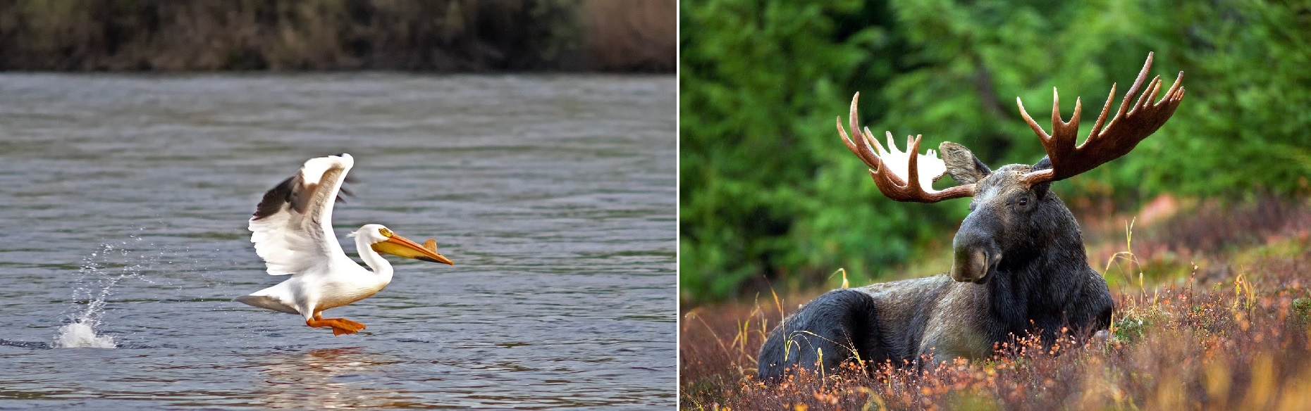 Pelican and Moose, Idaho