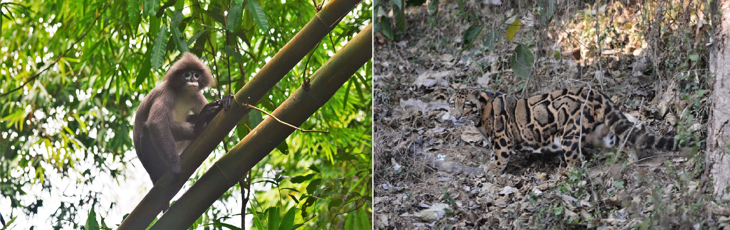 Phayre's langur and Clouded Leopard, Tripura