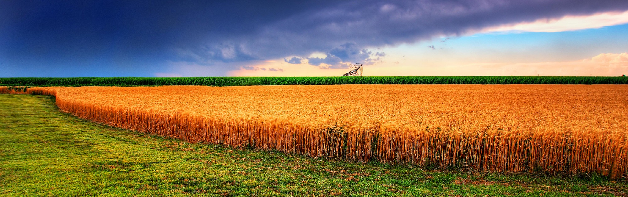 Summer Wheat and Storm, Kansas