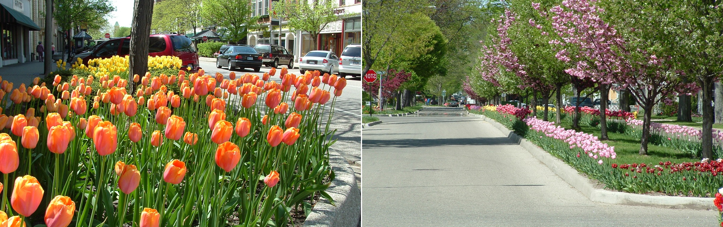 Tulip Time Festival in Holland, Michigan.