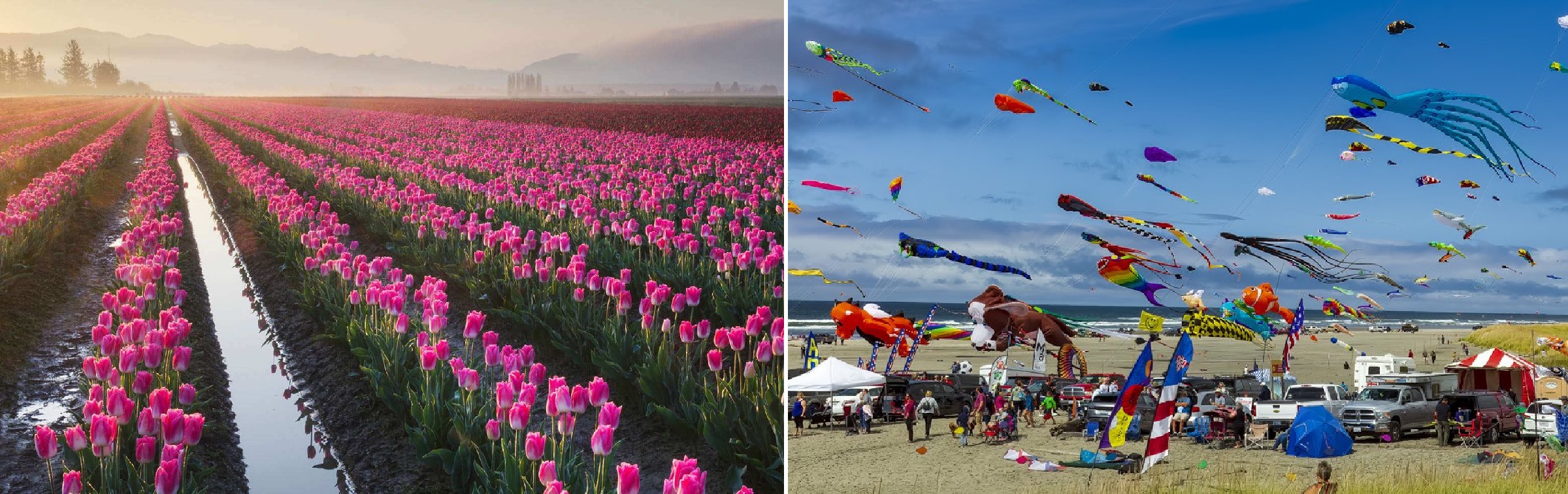 Tulip festival and International Kite festival, Washington State