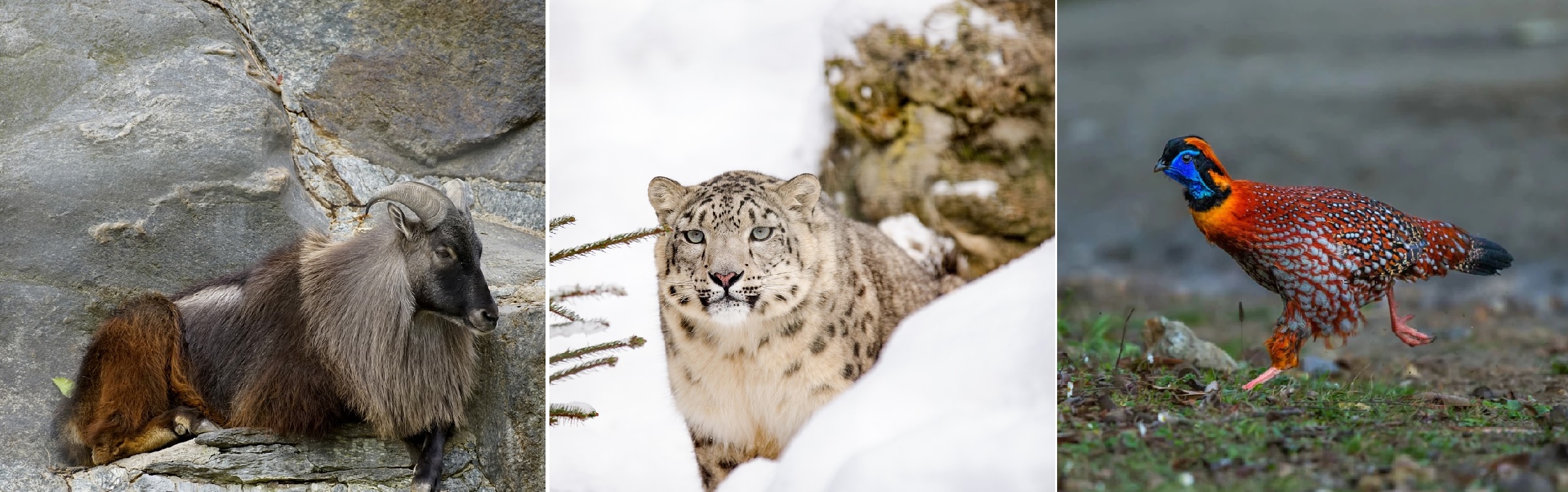 Himalayan tahr, Snow leopard and Western Tragopan, Himachal Pradesh