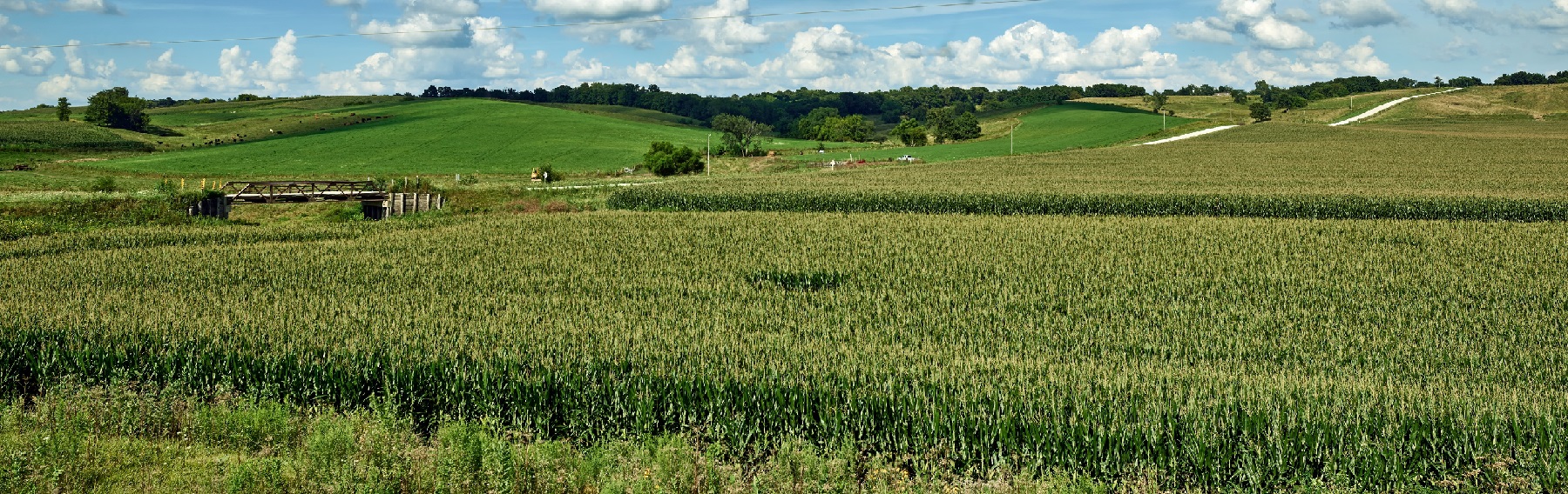 Cornfield, Iowa