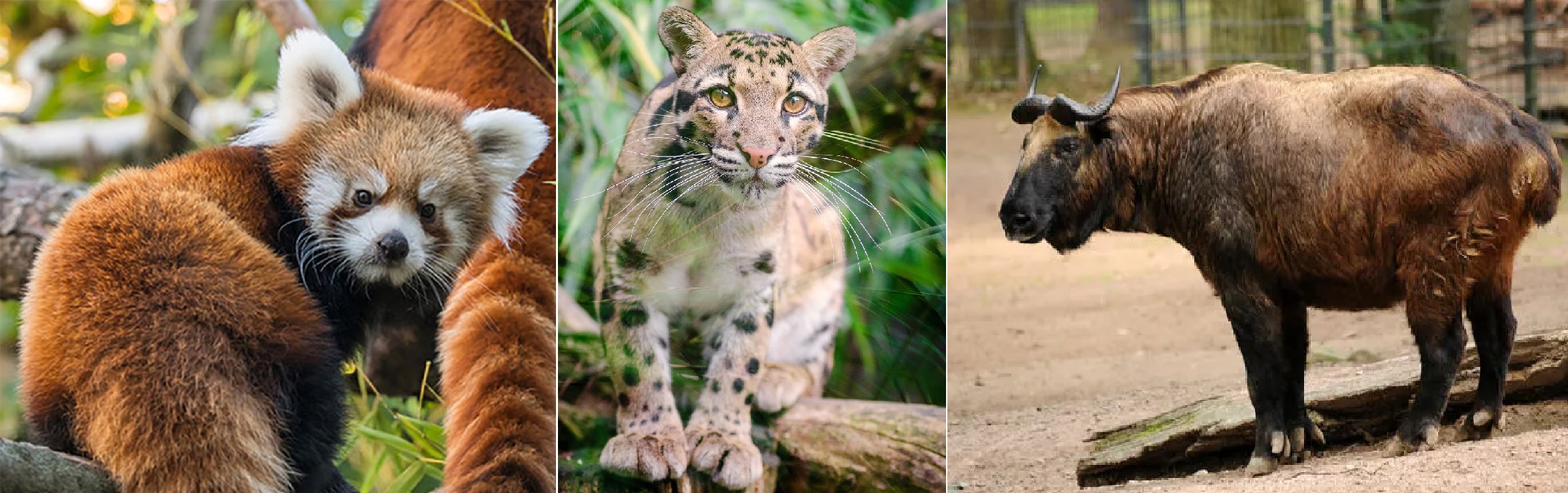 Red panda, Clouded leopard, and Mishmi takin, Arunachal Pradesh