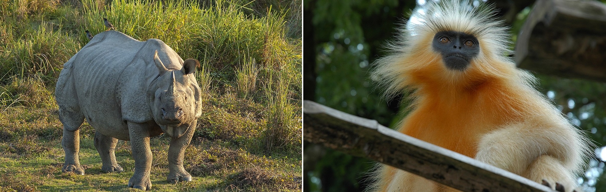 Wild Indian rhinoceros and Golden Langur in Kaziranga National Park, Assam