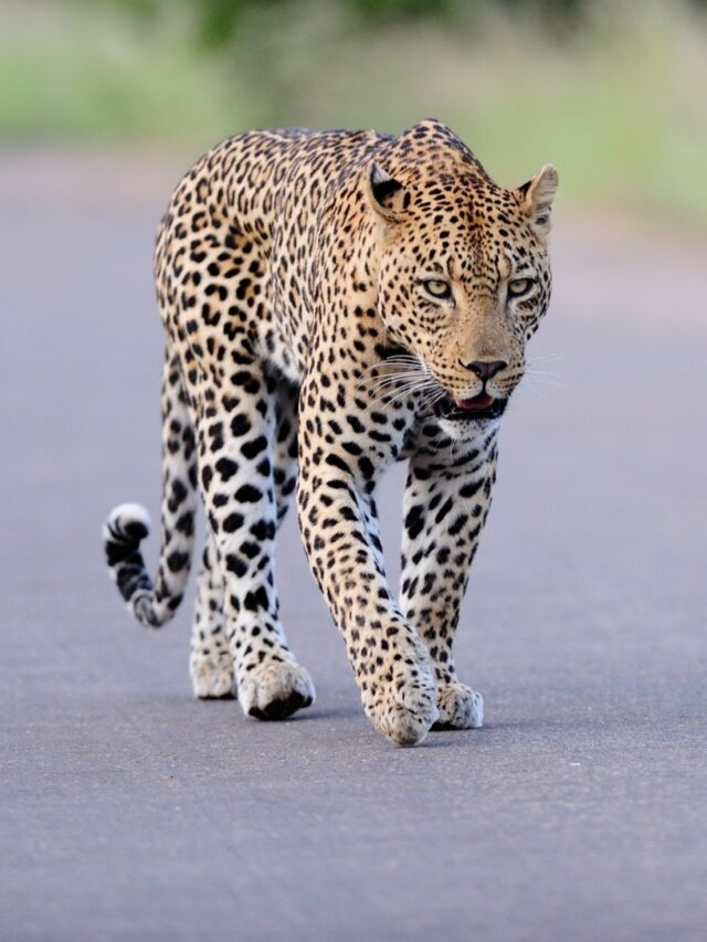 8 Land Animals with Body Spots similar to Leopard